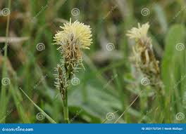 Attēlu rezultāti vaicājumam “Carex caryophyllea flower”