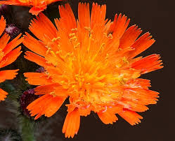 Image result for Hieracium aurantiacum