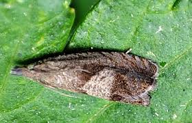 Attēlu rezultāti vaicājumam “Dichrorampha simpliciana”