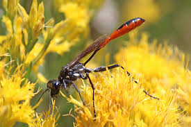 Attēlu rezultāti vaicājumam “Ammophila sp.”