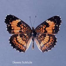 Attēlu rezultāti vaicājumam “Nymphalidae”