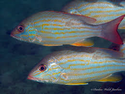 Image result for Lutjanus synagris