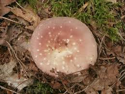 Attēlu rezultāti vaicājumam “Russula vesca”