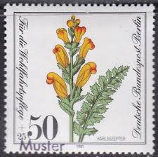 Attēlu rezultāti vaicājumam “Pedicularis sceptrum-carolinum”