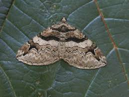 Attēlu rezultāti vaicājumam “Pareulype berberata”