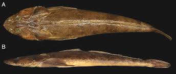 Image result for Platycephalus richardsoni