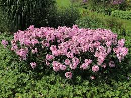 Image result for Phlox (großblumig)