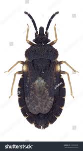 Attēlu rezultāti vaicājumam “Aradus betulae”