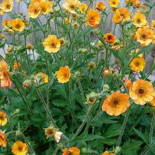 Attēlu rezultāti vaicājumam “Geum”