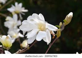 Attēlu rezultāti vaicājumam “Magnolia cylindrica flower”