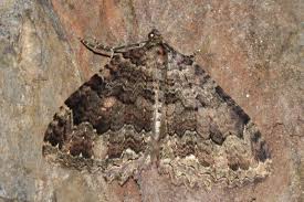 Attēlu rezultāti vaicājumam “Triphosa dubitata”