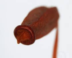 Attēlu rezultāti vaicājumam “Polytrichum juniperinum sporophyte”