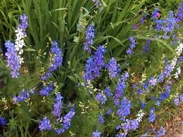 Image result for Delphinium consolida