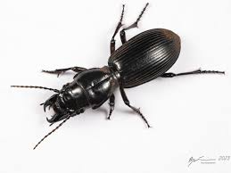 Attēlu rezultāti vaicājumam “Carabidae”