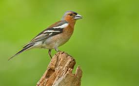 Attēlu rezultāti vaicājumam “Fringilla coelebs”