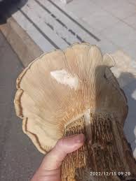 Image result for macrocybe titans