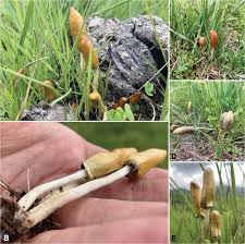 Attēlu rezultāti vaicājumam “Psilocybe sp.”