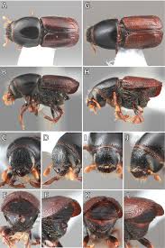 Attēlu rezultāti vaicājumam “Scolytus scolytus, Scolytus multistriatus”