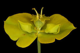 Attēlu rezultāti vaicājumam “Euphorbia virgata flower”