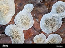 Attēlu rezultāti vaicājumam “Skeletocutis amorpha”