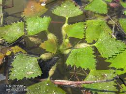 Attēlu rezultāti vaicājumam “Trapaceae”