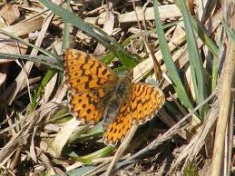 Attēlu rezultāti vaicājumam “Clossiana euphrosyne upperside”