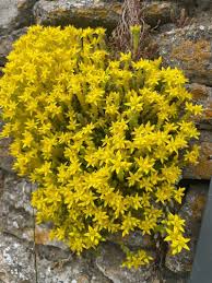 Attēlu rezultāti vaicājumam “Sedum acre leaf”
