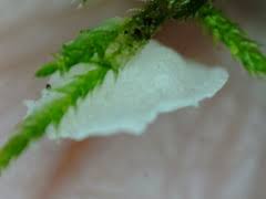 Attēlu rezultāti vaicājumam “Rimbachia neckerae”