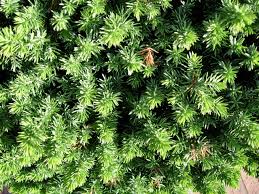 Attēlu rezultāti vaicājumam “Juniperus sabina”