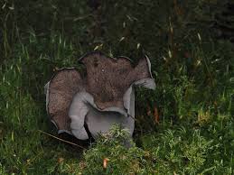 Attēlu rezultāti vaicājumam “Cratarellus cornucopioides”