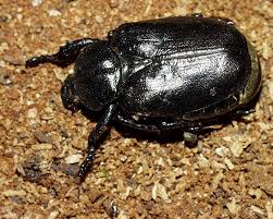 Attēlu rezultāti vaicājumam “Osmoderma barnabita imago”