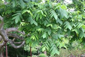 Attēlu rezultāti vaicājumam “Juglans x sinensis leaf”