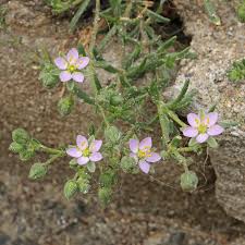 Attēlu rezultāti vaicājumam “Spergularia rubra flower”
