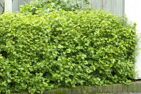 Attēlu rezultāti vaicājumam “Ribes alpinum”