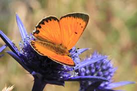 Attēlu rezultāti vaicājumam “Lycaena virgaureae underside”