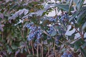 Attēlu rezultāti vaicājumam “Mahonia aquifolium fruit”