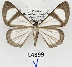 Attēlu rezultāti vaicājumam “Geometridae”