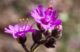 Attēlu rezultāti vaicājumam “Bulbochaete mirabilis”