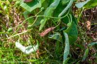 Attēlu rezultāti vaicājumam “Taphrina padi”