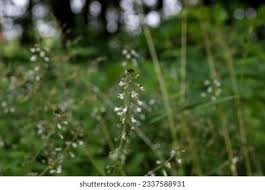 Attēlu rezultāti vaicājumam “Circaea lutetiana flower”