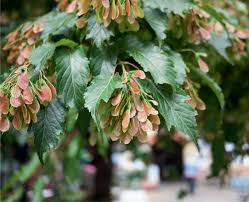 Attēlu rezultāti vaicājumam “Acer tataricum subsp. ginnala fruit”