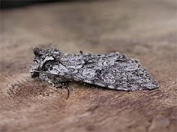 Attēlu rezultāti vaicājumam “Polia nebulosa”