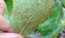 Attēlu rezultāti vaicājumam “Tranzschelia pruni-spinosae”