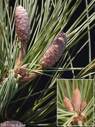 Attēlu rezultāti vaicājumam “Pinus strobus fruit”