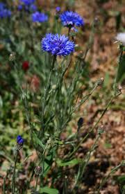 Attēlu rezultāti vaicājumam “Cyanus segetum flower”