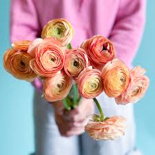 Attēlu rezultāti vaicājumam “Ranunculus elatior”