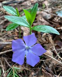 Attēlu rezultāti vaicājumam “Vinca minor flower”