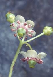 Attēlu rezultāti vaicājumam “Chimaphila umbellata flower”