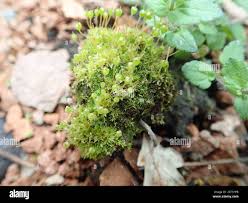 Attēlu rezultāti vaicājumam “Physcomitrium pyriforme”