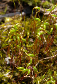 Attēlu rezultāti vaicājumam “Amblystegium serpens macro”